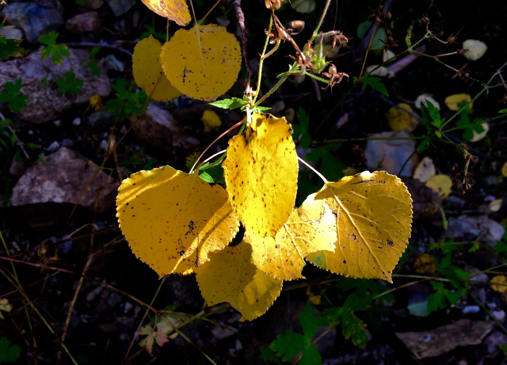 Autumn color